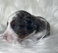 Scrabble, a male Bernedoodle for sale in Paris, TX – 2 of 6
