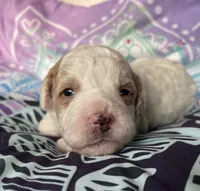 Mini Ginger, a female Goldendoodle for sale in Paris, TX – 3 of 6