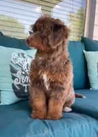 Amethyst, a female Miniature Bernedoodle for sale in Paris, TX – 3 of 3