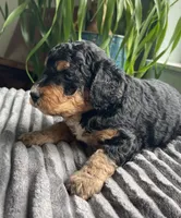 Obsidian, a female Miniature Bernedoodle for sale in Paris, TX – 3 of 7