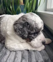 Quartz - Blue Eye!!!, a male Miniature Bernedoodle for sale in Paris, TX – 5 of 7