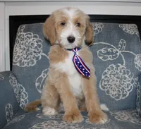 Teddy Bear, a male Goldendoodle and English Goldendoodle for sale in Paris, TX – 2 of 9