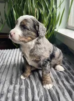 Topaz, a male Miniature Bernedoodle for sale in Paris, TX – 6 of 6