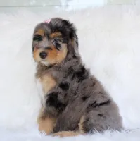 Yahtzee, a female Bernedoodle for sale in Paris, TX – 5 of 5