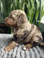 Jade, a male Miniature Bernedoodle for sale in Paris, TX – 4 of 6