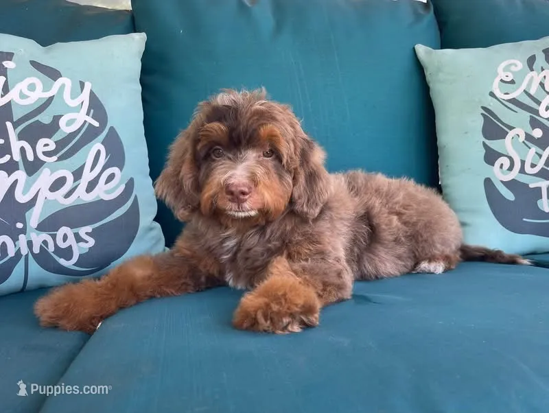 Amethyst – Miniature Bernedoodle puppy for sale in Paris, TX