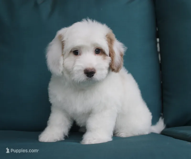 Mini Cotton Candy – Goldendoodle puppy for sale in Paris, TX