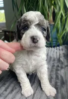 Quartz - Blue Eye!!!, a male Miniature Bernedoodle for sale in Paris, TX – 2 of 7