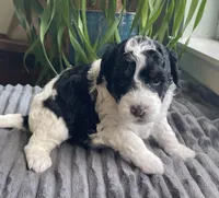 Onyx, a female Miniature Bernedoodle for sale in Paris, TX – 4 of 5