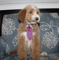 Chess (Hidden Merle), a male Bernedoodle for sale in Paris, TX – 5 of 10