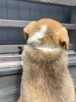 Winnie, a female Pembroke Welsh Corgi for sale in Angier, NC – 7 of 9
