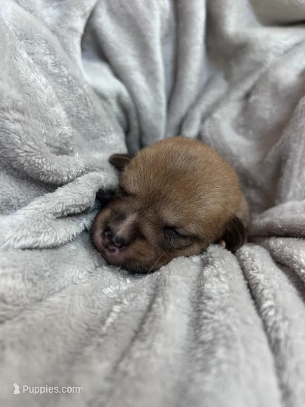 Hazel – Pembroke Welsh Corgi puppy for sale in Angier, NC