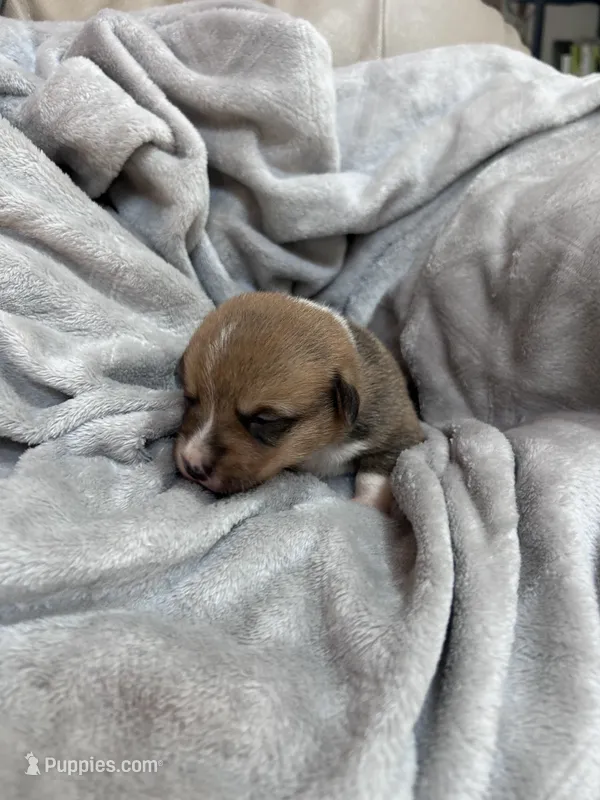 Winnie – Pembroke Welsh Corgi puppy for sale in Angier, NC