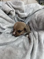 Winnie, a female Pembroke Welsh Corgi for sale in Angier, NC – 1 of 2