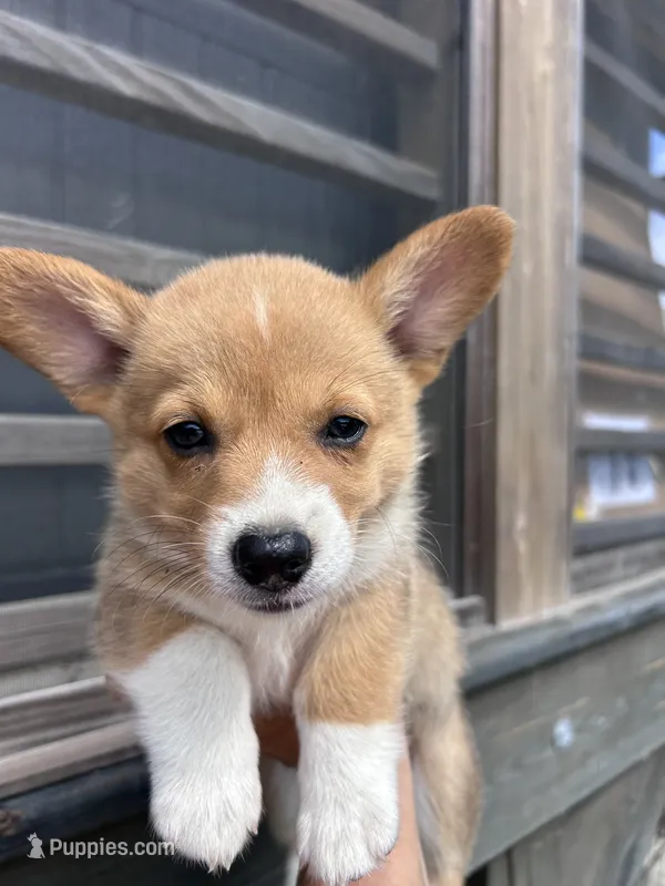 Raven – Pembroke Welsh Corgi puppy for sale in Angier, NC