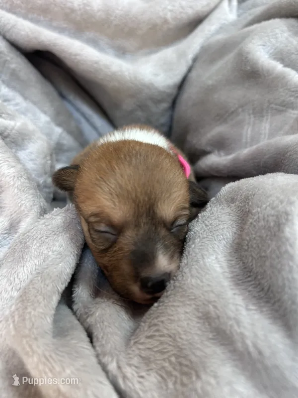 Rosie – Pembroke Welsh Corgi puppy for sale in Angier, NC
