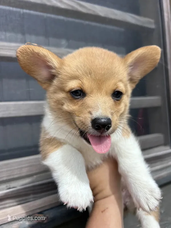 Sadie – Pembroke Welsh Corgi puppy for sale in Angier, NC