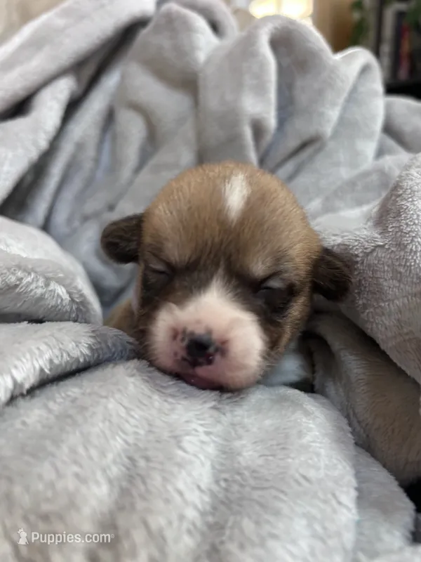 Raven – Pembroke Welsh Corgi puppy for sale in Angier, NC