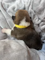 Sadie, a female Pembroke Welsh Corgi for sale in Angier, NC – 2 of 2