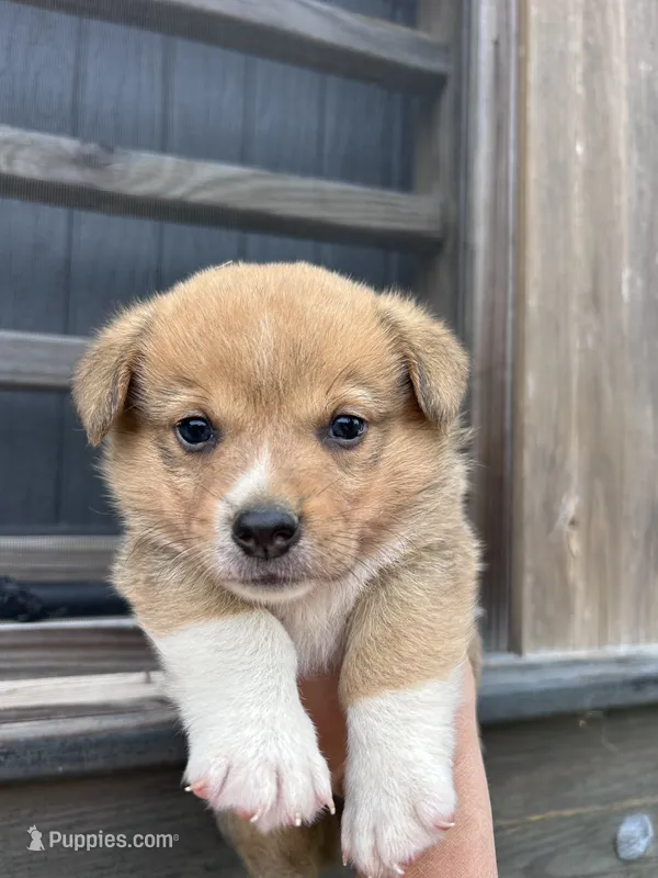 Kobe – Pembroke Welsh Corgi puppy for sale in Angier, NC