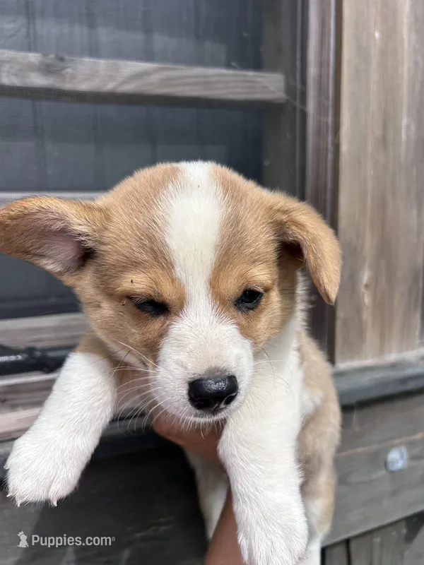 Penny – Pembroke Welsh Corgi puppy for sale in Angier, NC