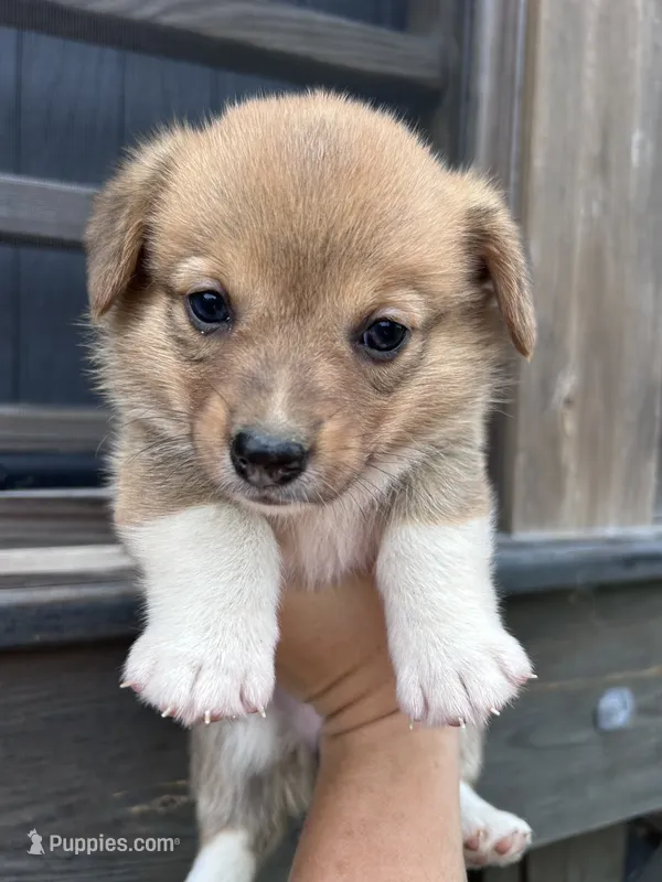 Hazel – Pembroke Welsh Corgi puppy for sale in Angier, NC