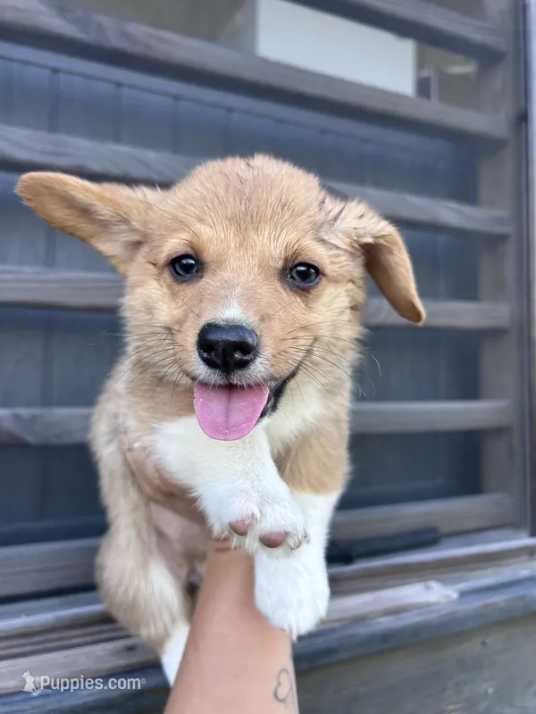 Hazel – Pembroke Welsh Corgi puppy for sale in Angier, NC