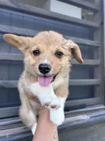 Hazel, a female Pembroke Welsh Corgi for sale in Angier, NC – 1 of 9