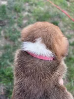 Rosie, a female Pembroke Welsh Corgi for sale in Angier, NC – 7 of 9
