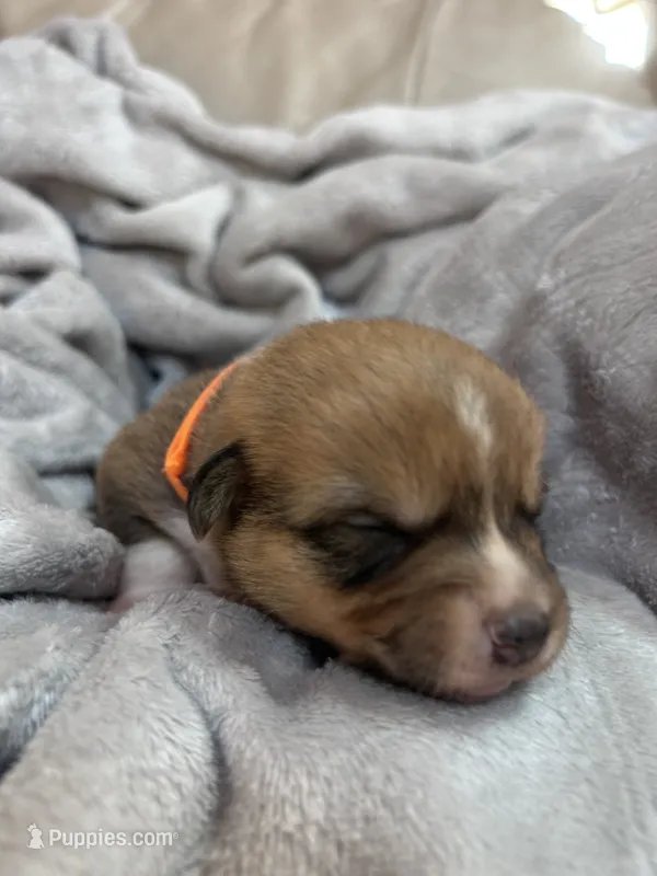 Kobe – Pembroke Welsh Corgi puppy for sale in Angier, NC