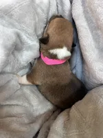 Rosie, a female Pembroke Welsh Corgi for sale in Angier, NC – 2 of 2