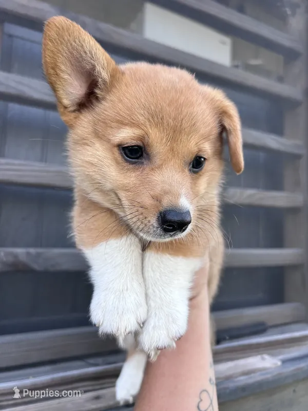 Rosie – Pembroke Welsh Corgi puppy for sale in Angier, NC