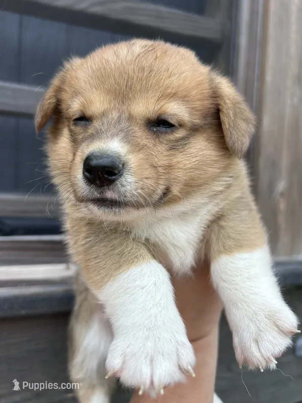Rosie – Pembroke Welsh Corgi puppy for sale in Angier, NC