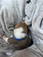 Oliver, a male Pembroke Welsh Corgi for sale in Angier, NC – 2 of 2