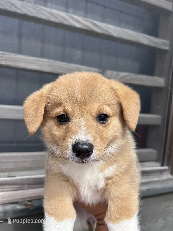 Winnie – Pembroke Welsh Corgi puppy for sale in Angier, NC