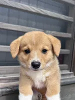 Winnie, a female Pembroke Welsh Corgi for sale in Angier, NC – 3 of 9
