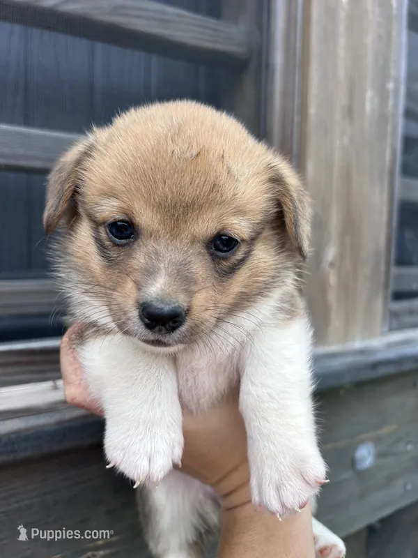 Sadie – Pembroke Welsh Corgi puppy for sale in Angier, NC