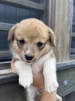 Sadie, a female Pembroke Welsh Corgi for sale in Angier, NC – 2 of 6