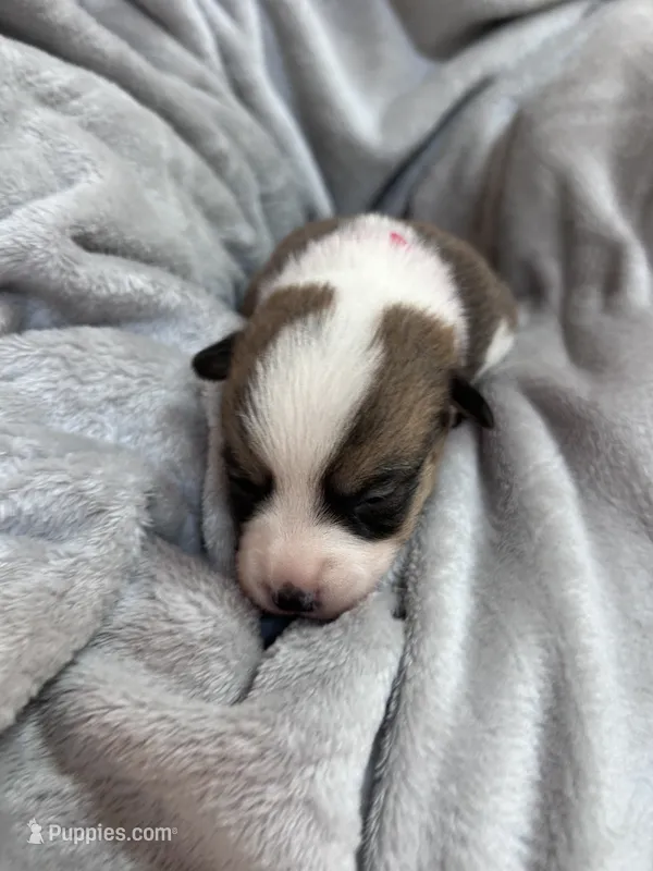 Penny – Pembroke Welsh Corgi puppy for sale in Angier, NC