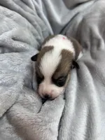 Penny, a female Pembroke Welsh Corgi for sale in Angier, NC – 1 of 2
