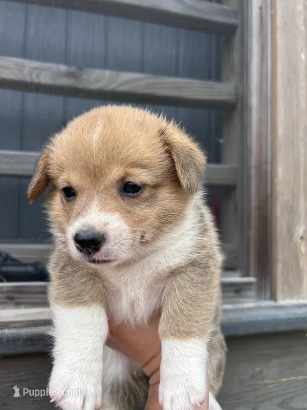 Raven – Pembroke Welsh Corgi puppy for sale in Angier, NC