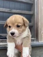 Raven, a female Pembroke Welsh Corgi for sale in Angier, NC – 6 of 7