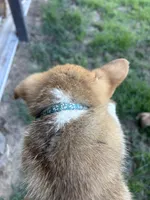 Hazel, a female Pembroke Welsh Corgi for sale in Angier, NC – 9 of 9