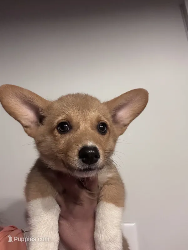 Hazel – Pembroke Welsh Corgi puppy for sale in Angier, NC