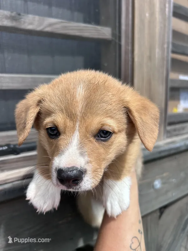 Remi – Pembroke Welsh Corgi puppy for sale in Angier, NC