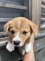 Remi, a male Pembroke Welsh Corgi for sale in Angier, NC – 1 of 6
