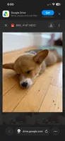 Raven, a female Pembroke Welsh Corgi for sale in Angier, NC – 2 of 7