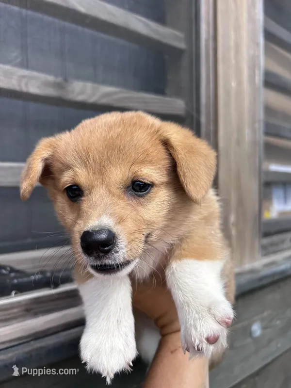 Rosie – Pembroke Welsh Corgi puppy for sale in Angier, NC