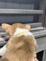 Sadie, a female Pembroke Welsh Corgi for sale in Angier, NC – 6 of 6