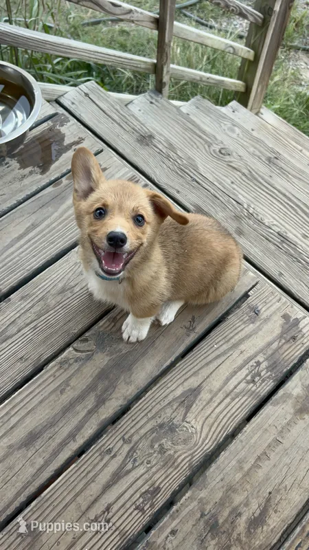 Hazel – Pembroke Welsh Corgi puppy for sale in Angier, NC